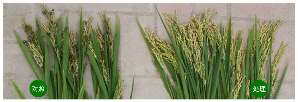 領先生物解硅菌劑助力水稻提質增收